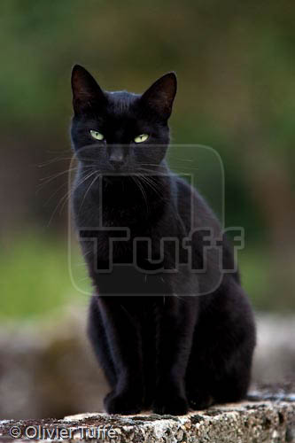 chat-261.jpg